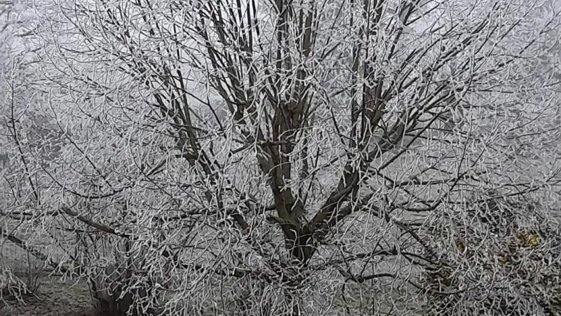 le givre au matin d'hiver