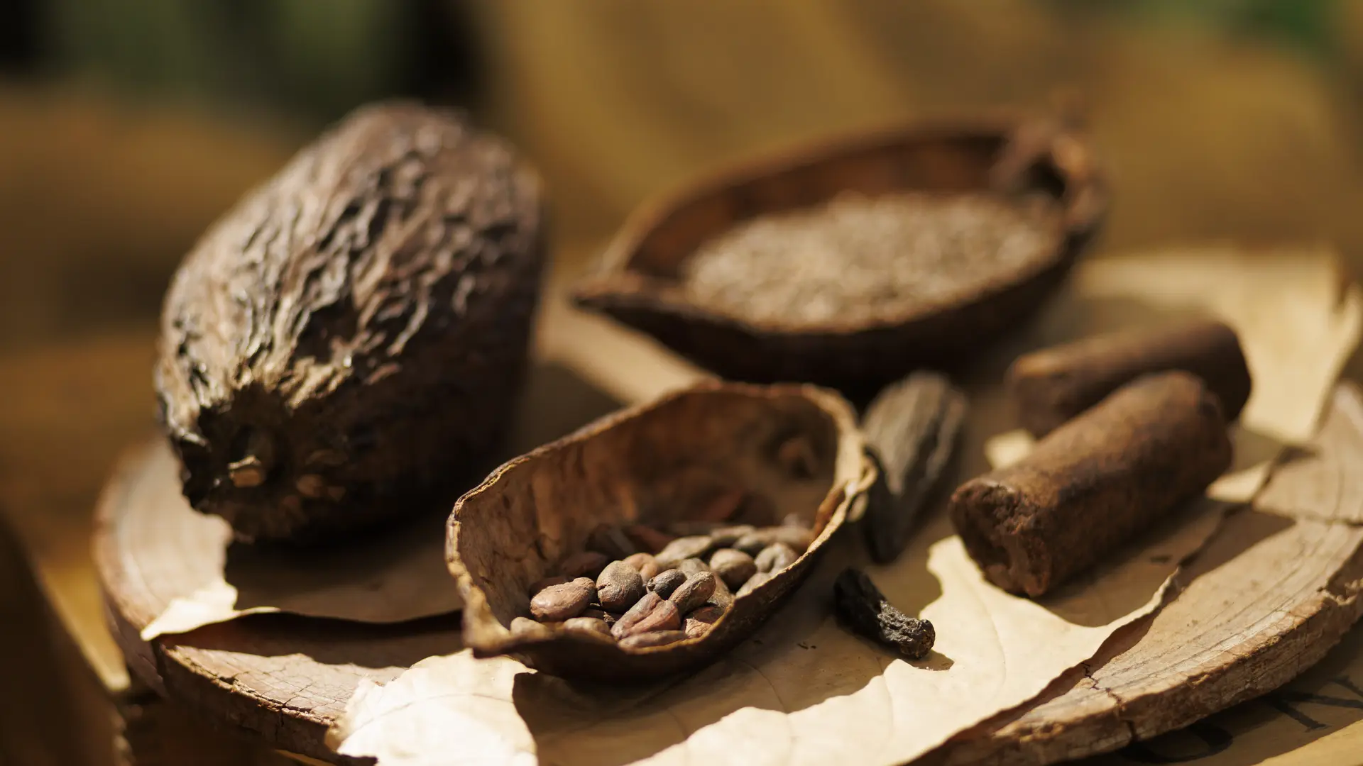 fève de cacao, cabosse