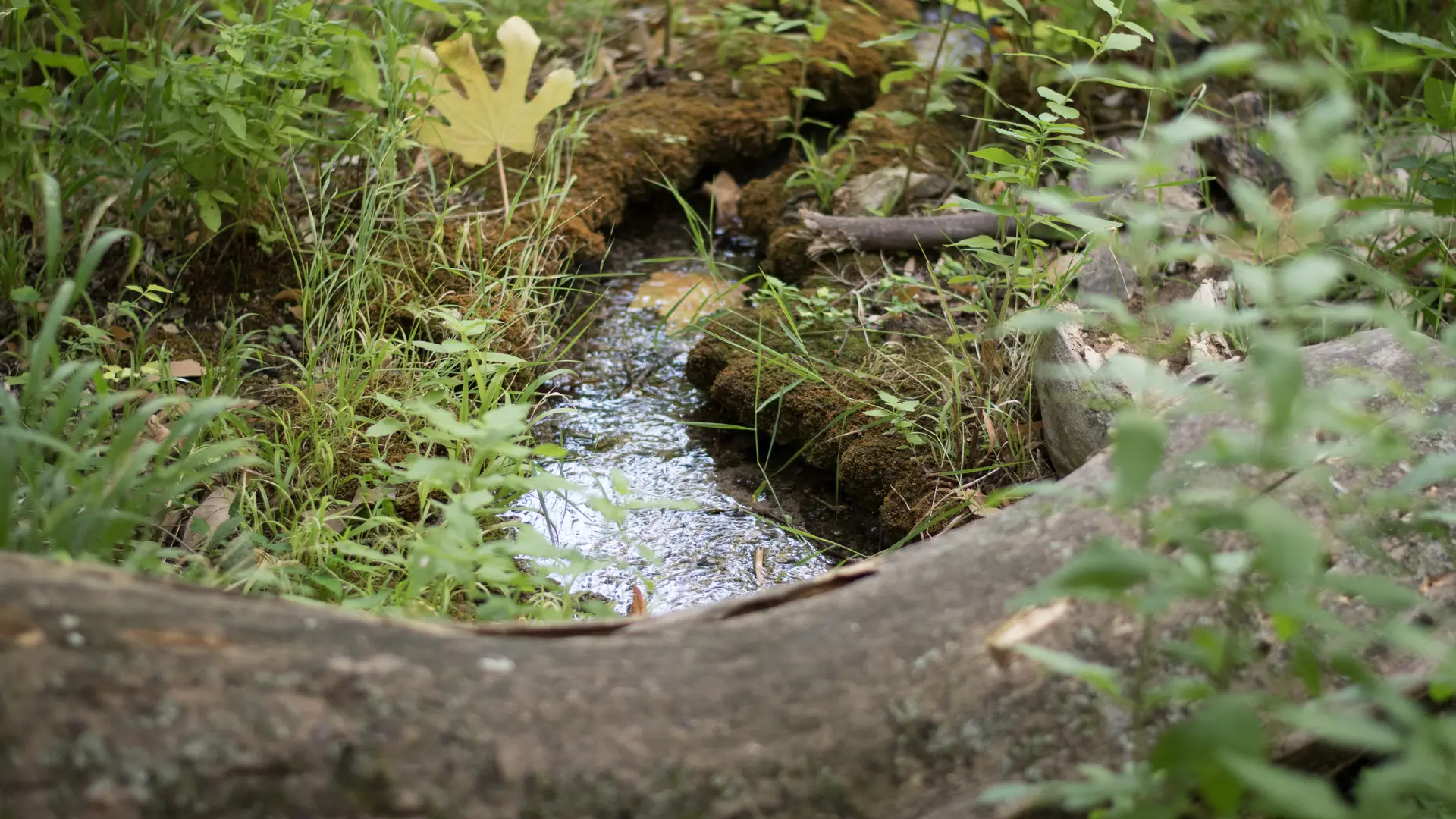 Source des Orris - La Roquebrussanne