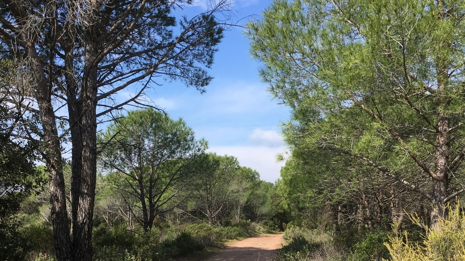 Sentier avec de la végétation aux abords et tout particulièrement des pins
