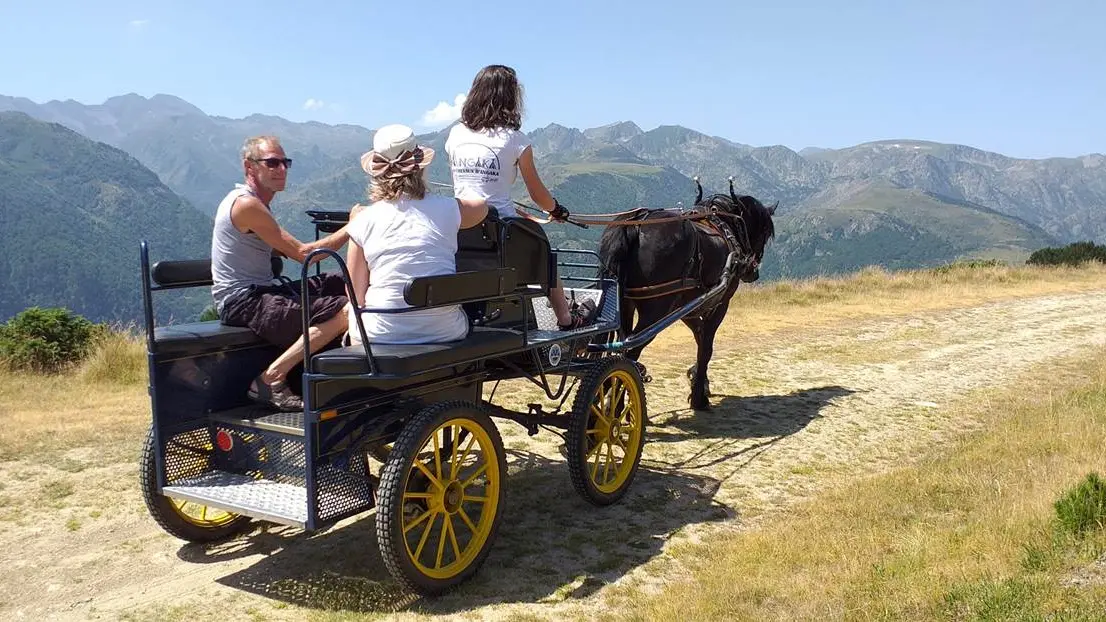 Balade en calèche sur le plateau de Beille