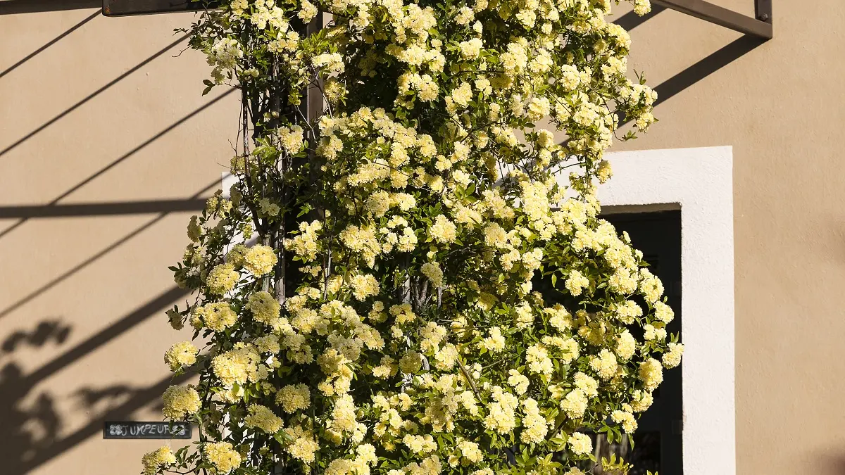 Les fleurs de la terrasse