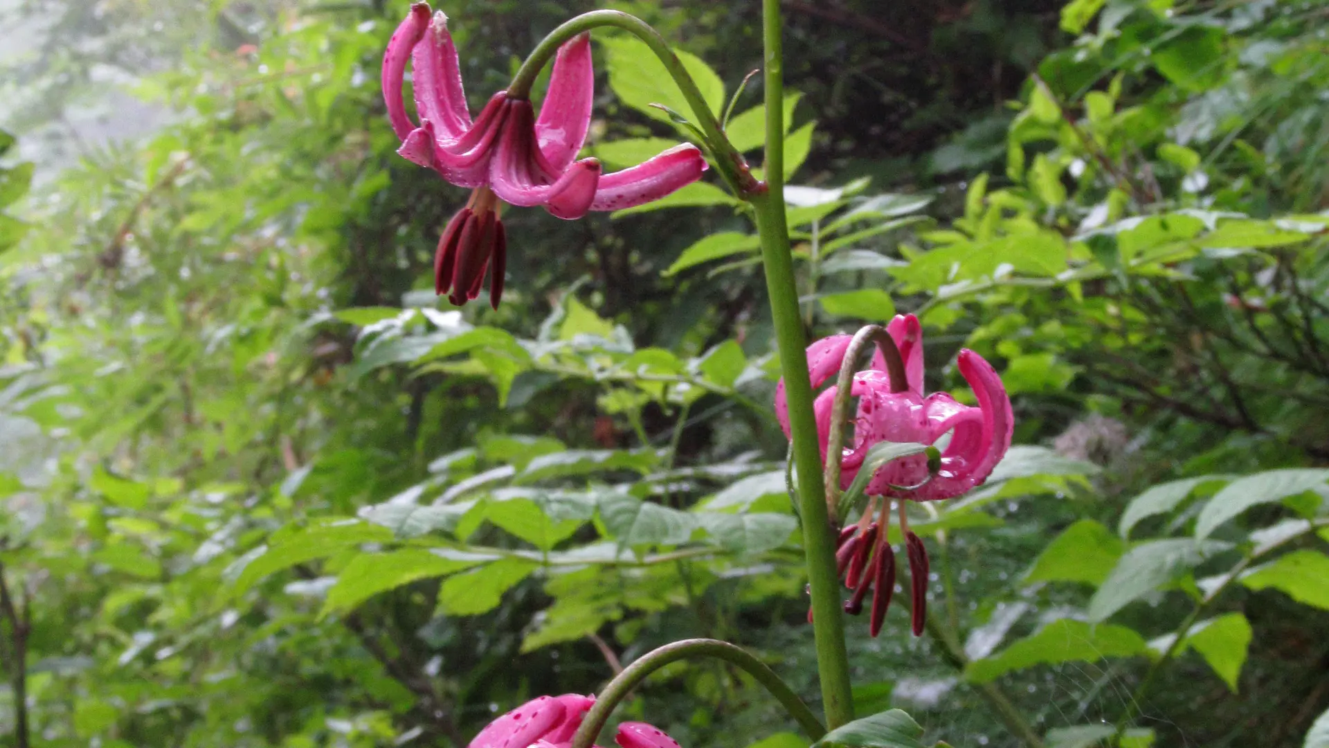 Combe des Roches_Lis martagon