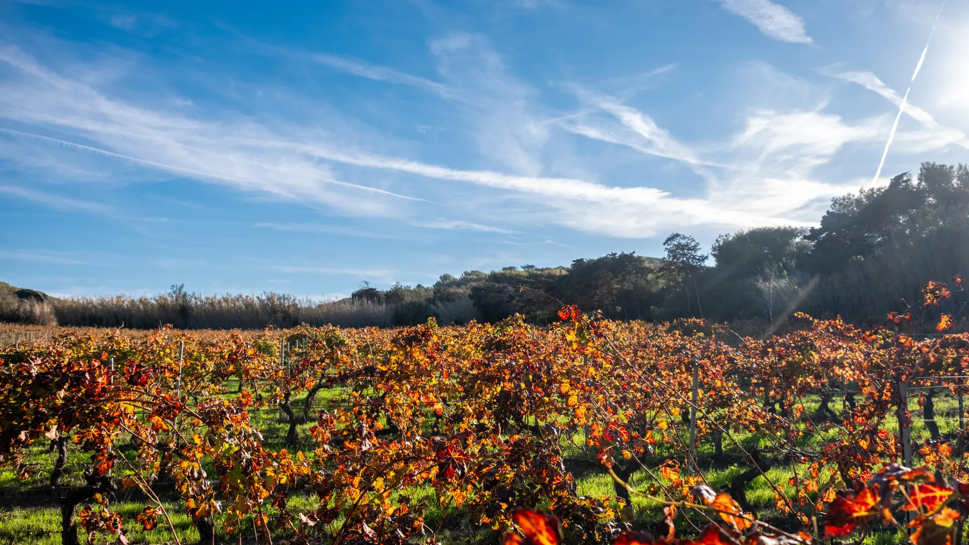 Domaine Ile des Embiez