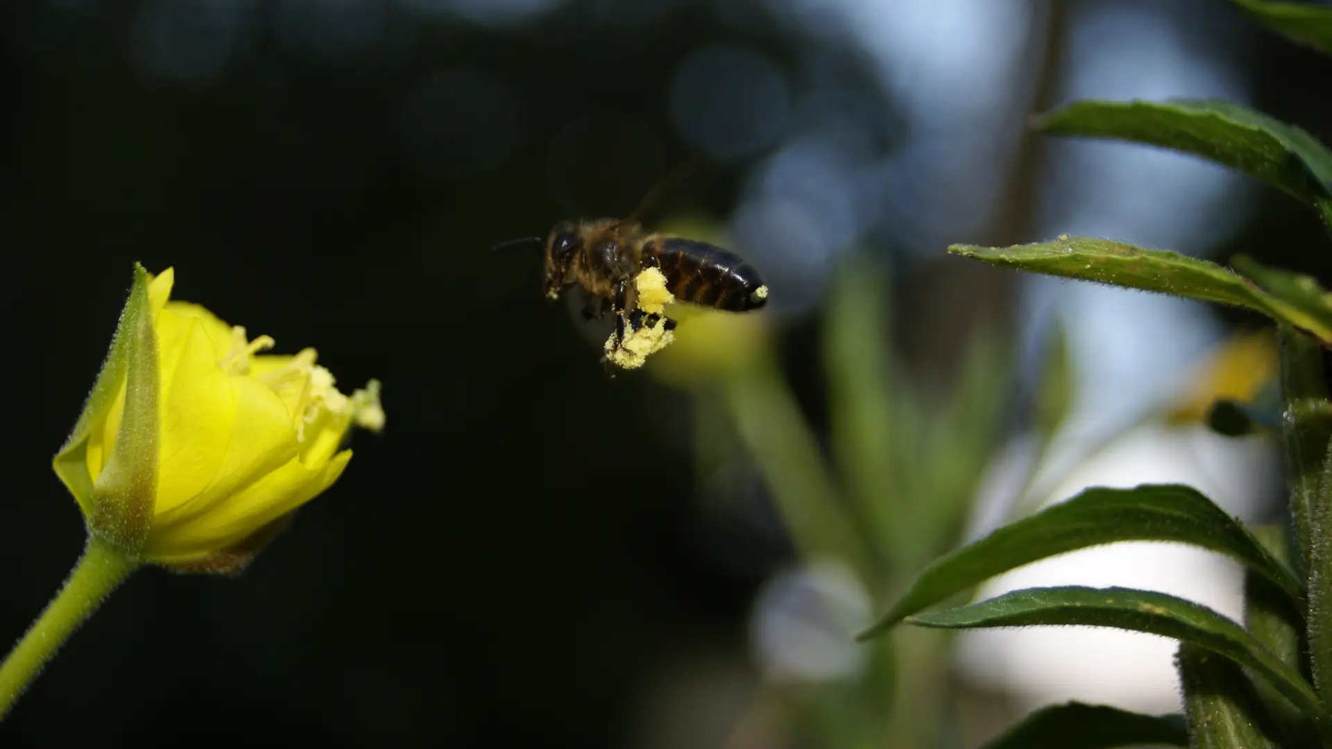 Abeille pollen