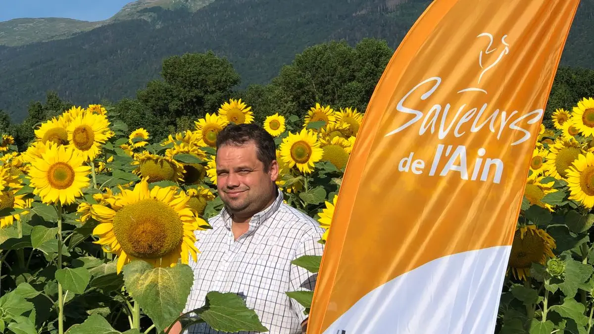 Le producteur dans un champ de tournesol