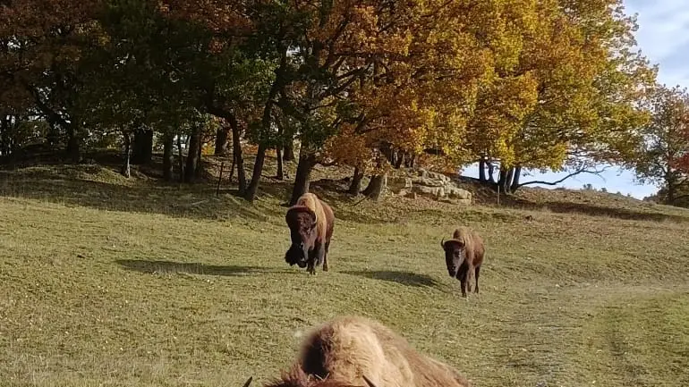 Bison dans un pré