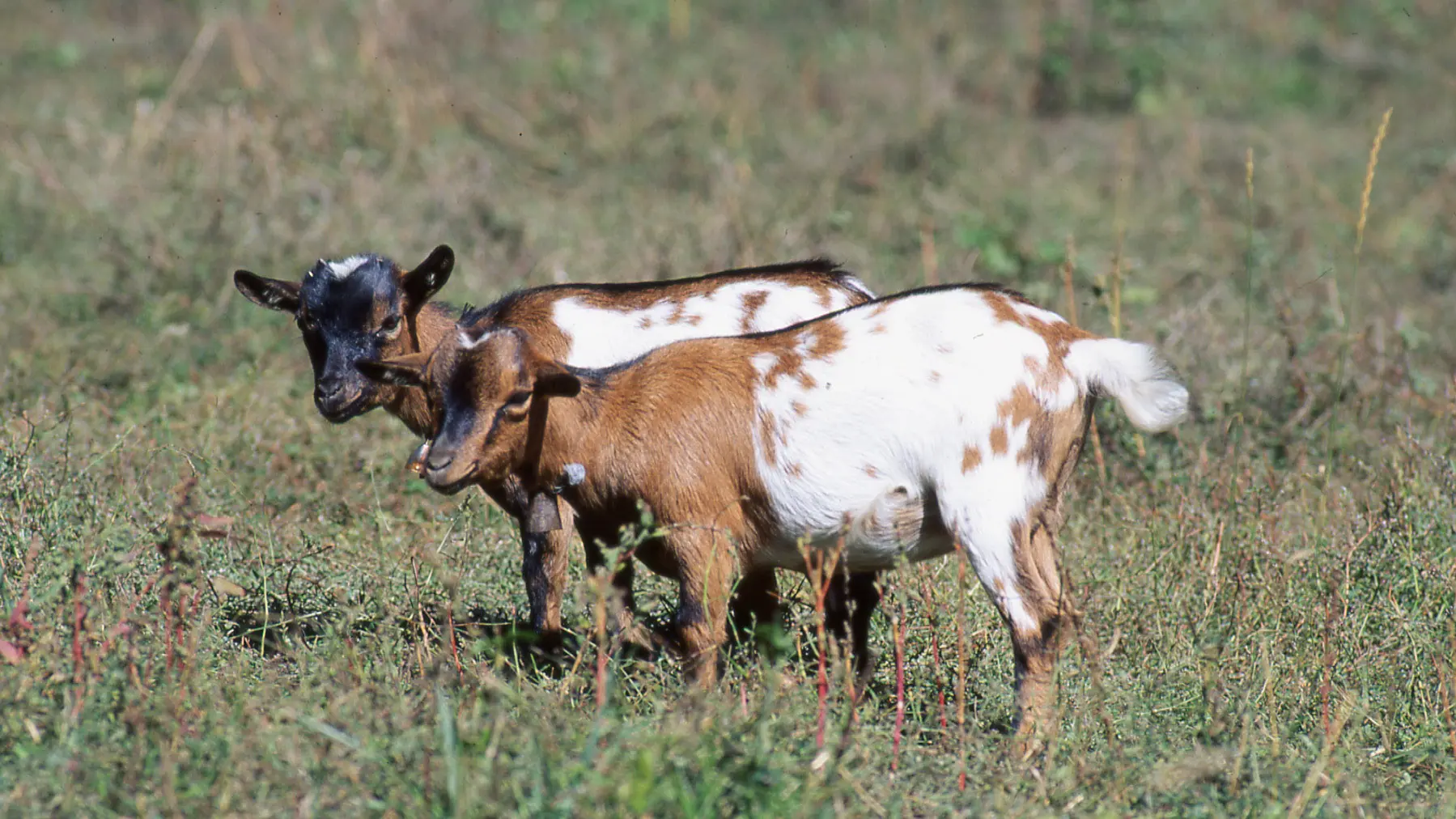 Chèvres_dans_les_alpages