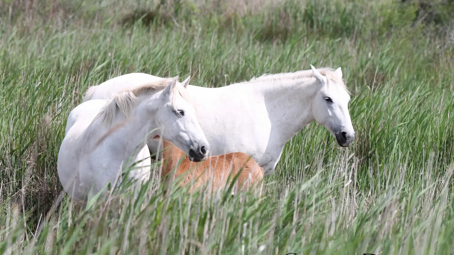 Excursions découvertes Camargue Alpilles Safari