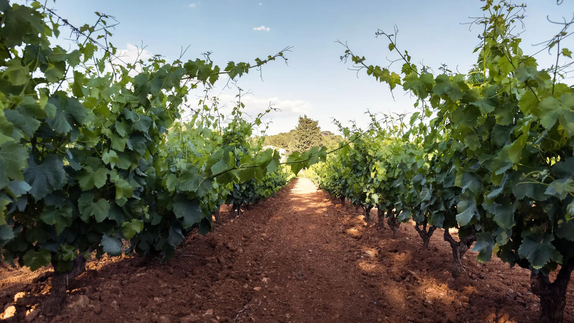 Les vignes de Terrebrune