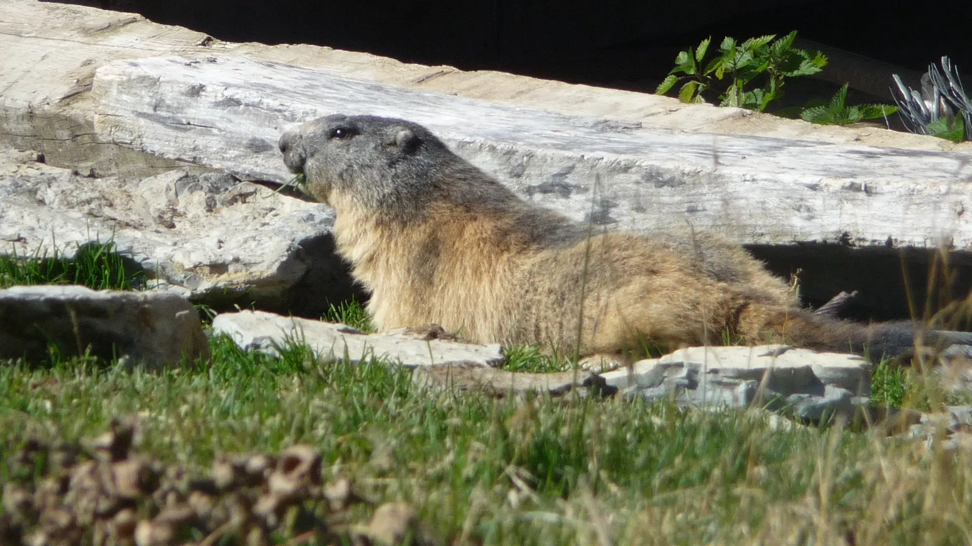 Marmotte