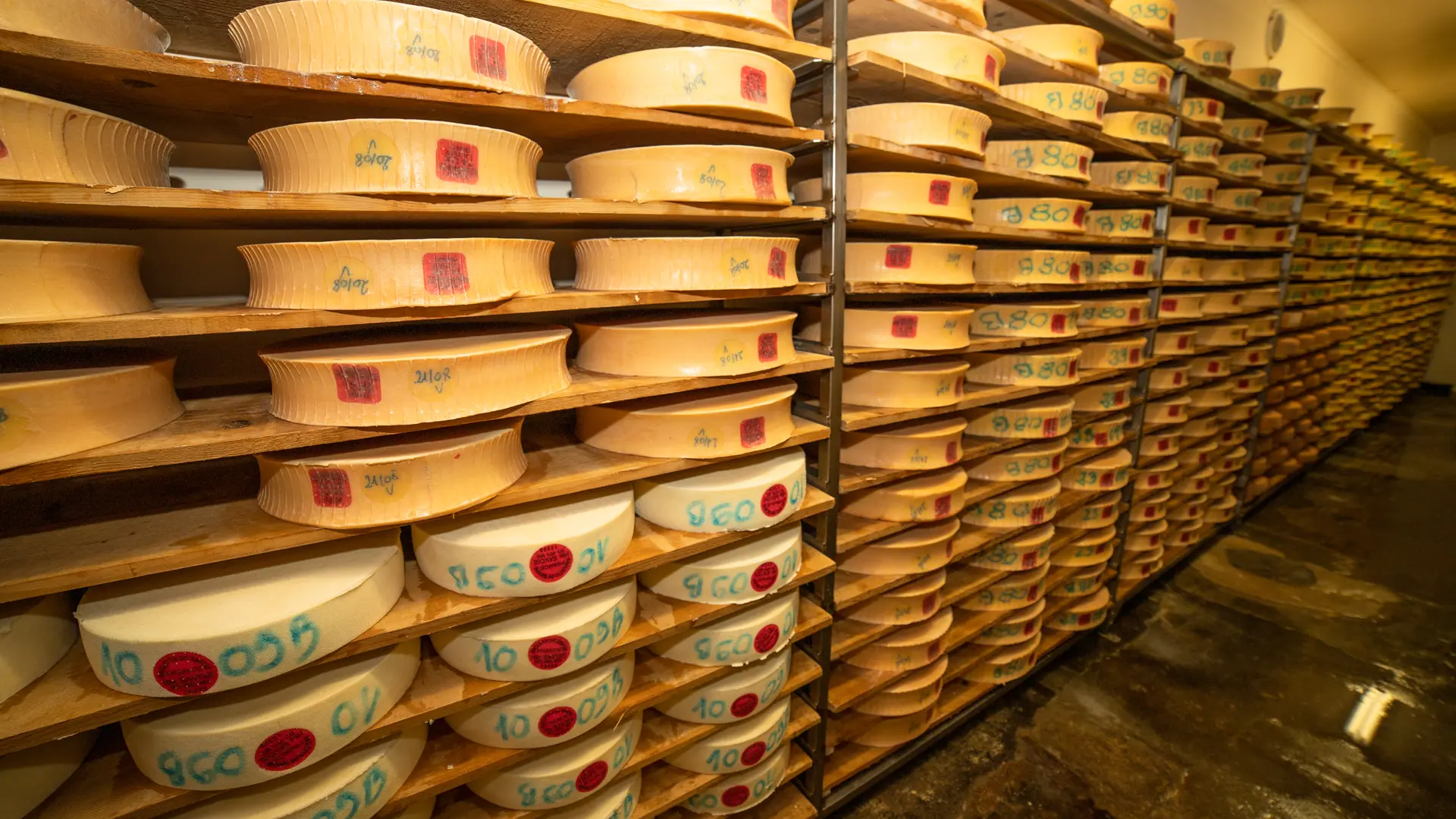 Fromages en cours de production