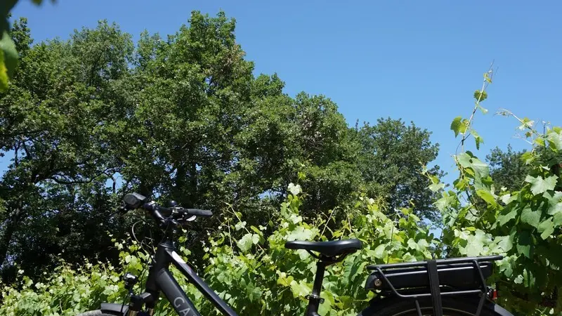 Loueur de vélo Sun e-Bike à Saint-Rémy-de-Provence