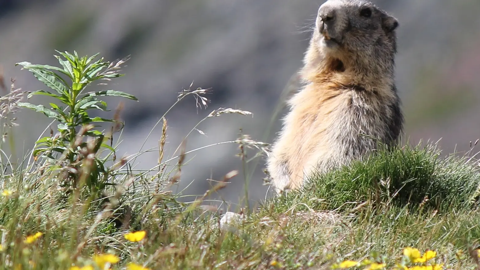 Marmotte