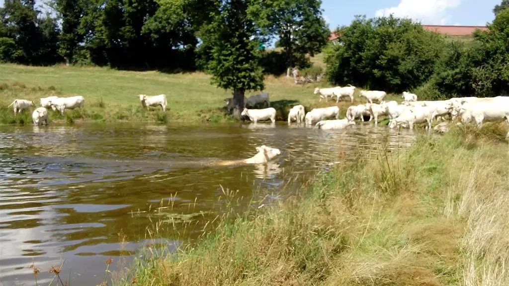 Charolais dans les prés