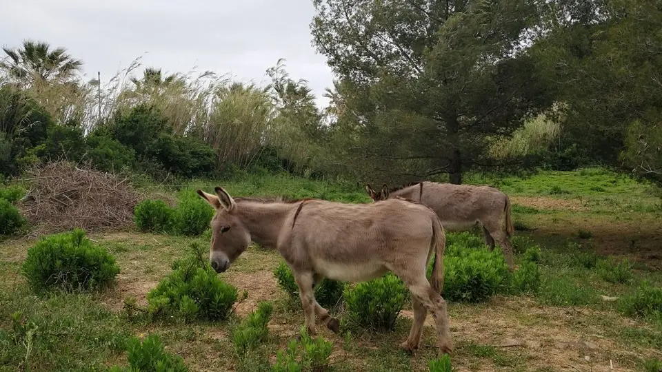 Les ânes du domaine