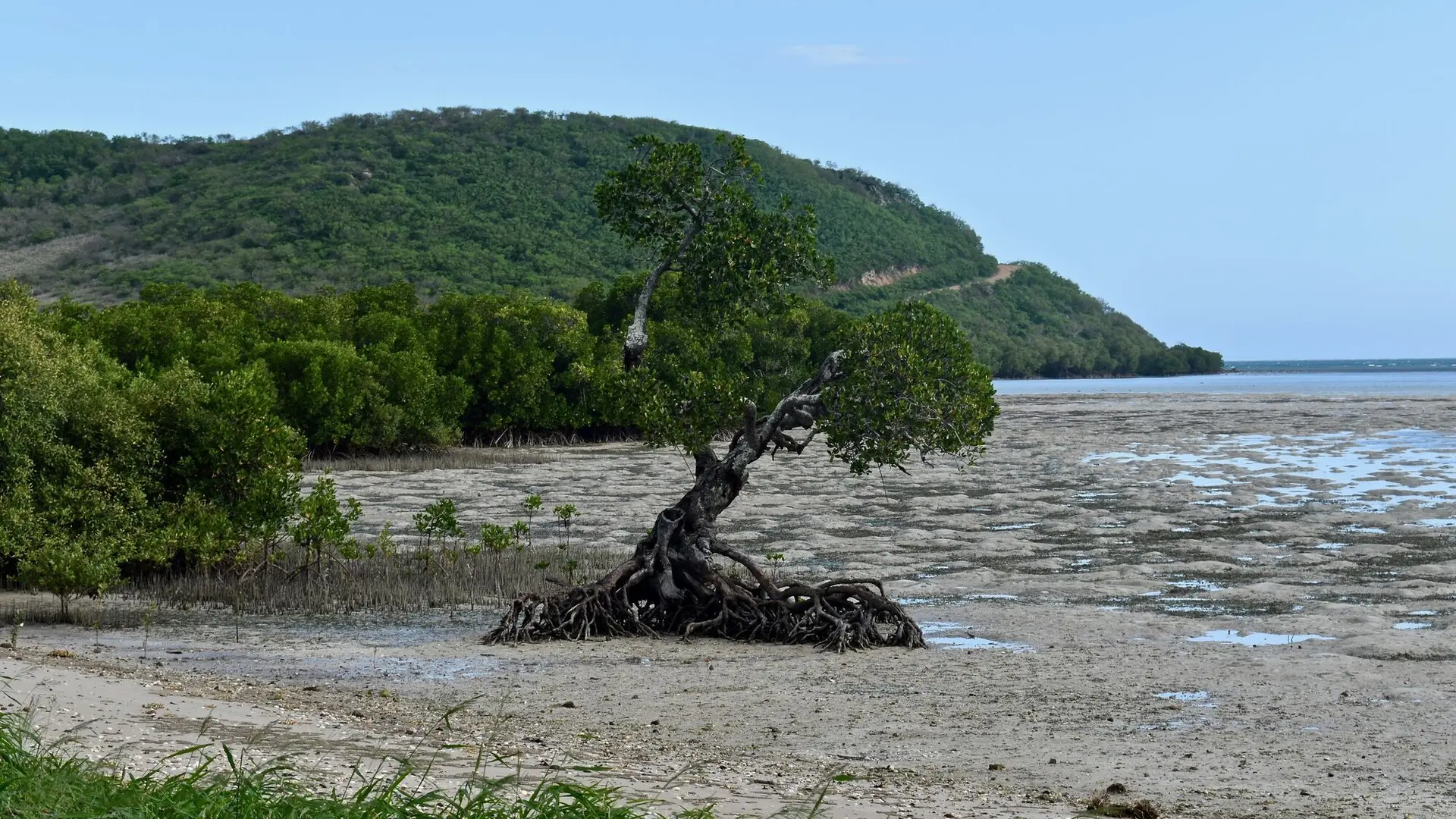 Mangrove - Mangrove de Ouano