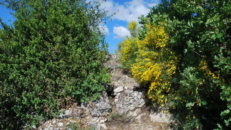 La Crête de Fontarache et sa végétation
