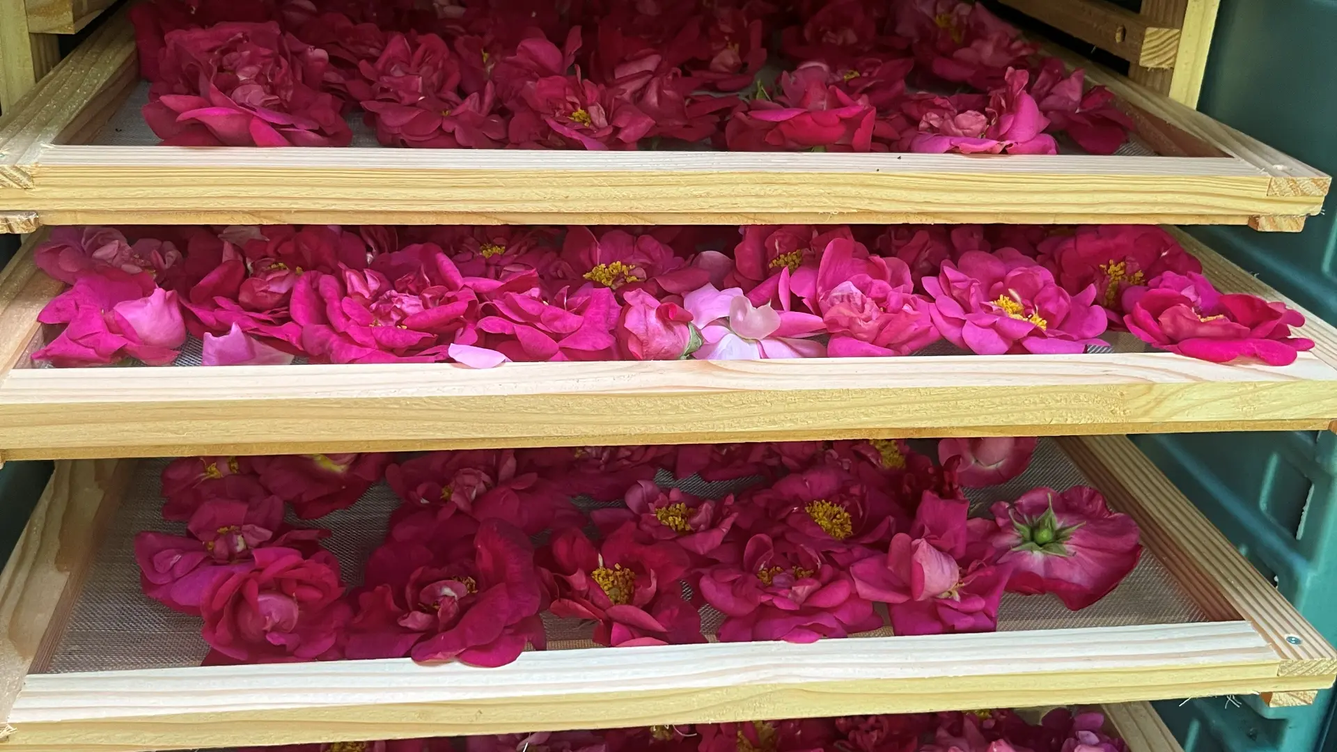 Séchoir plein de roses