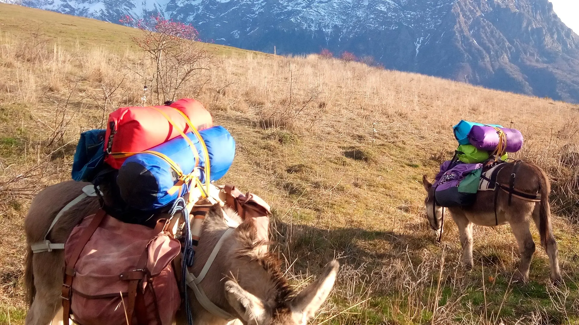 Sortie Nature Âne et Montagne en Famille, Alpes Cheval