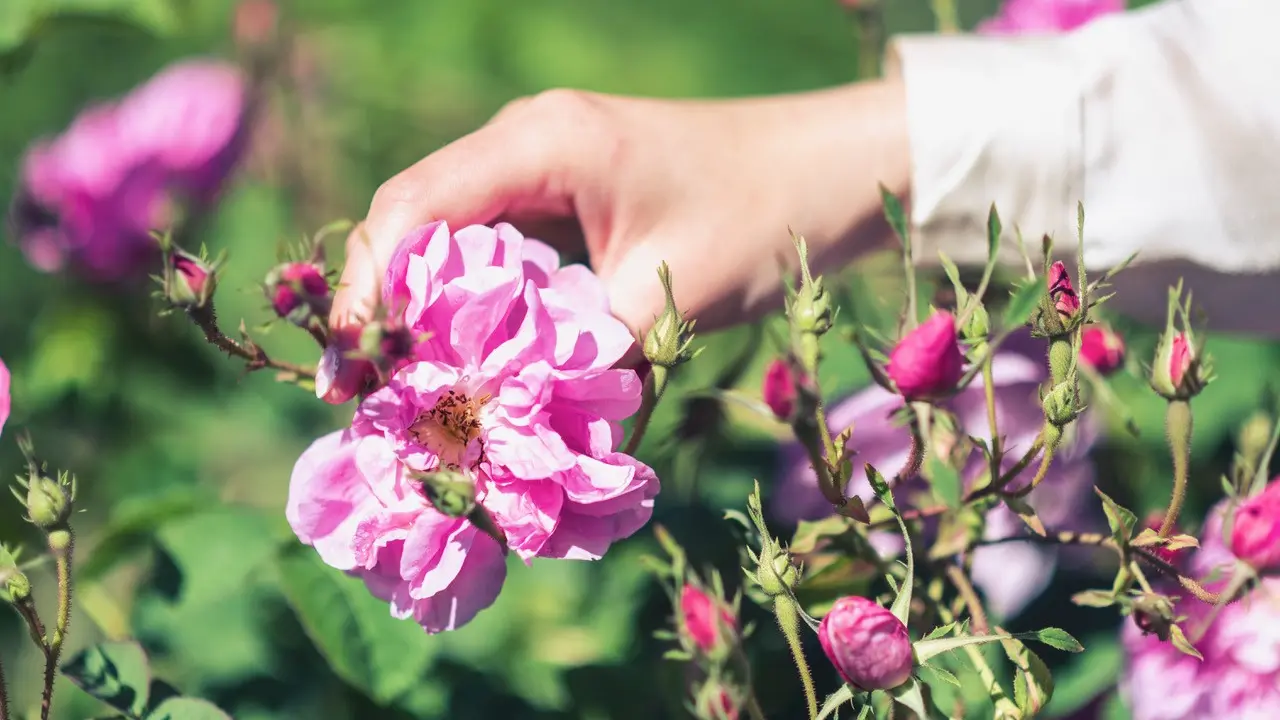 Domaine viticole Le Mas Ricardenque Les roses