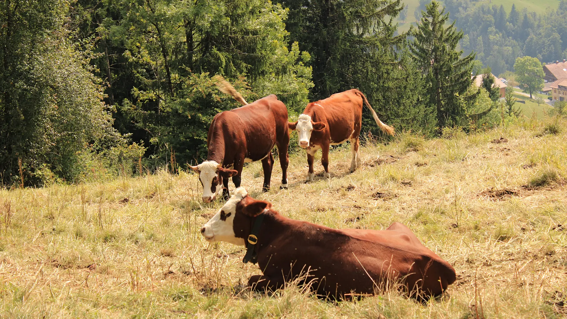 Troupeau vaches