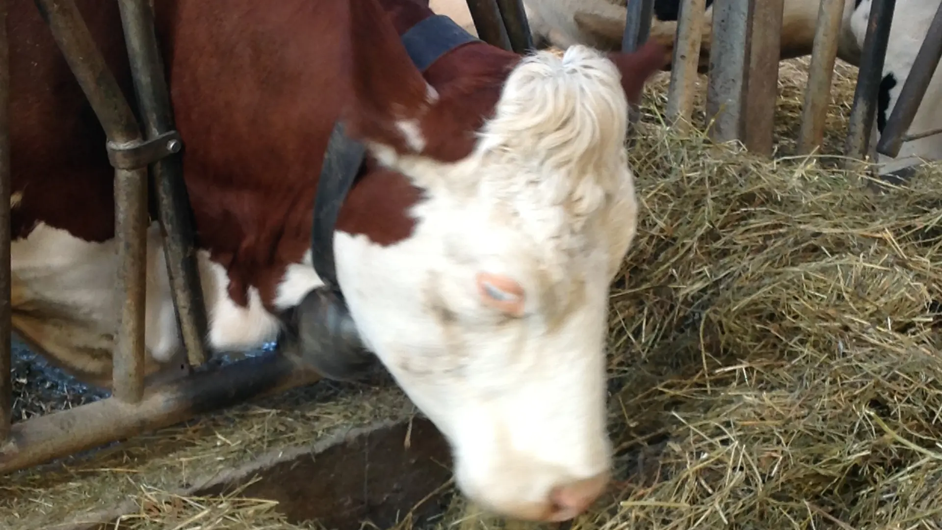 Ferme biologique M. et Mme Besson