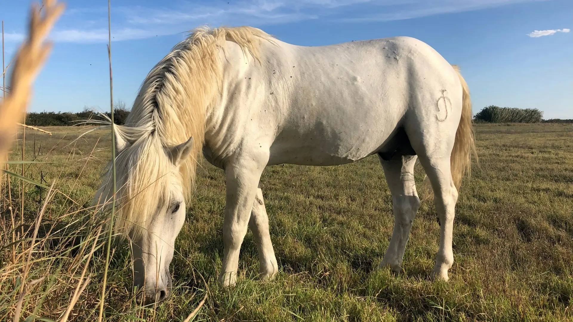 Excursions découvertes Camargue Alpilles Safari