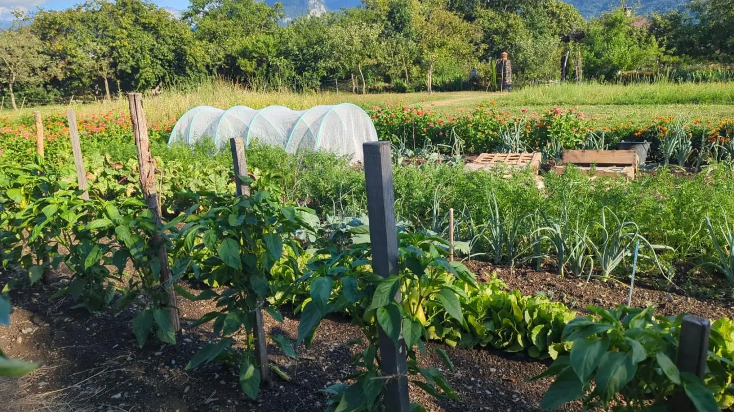 Le potager