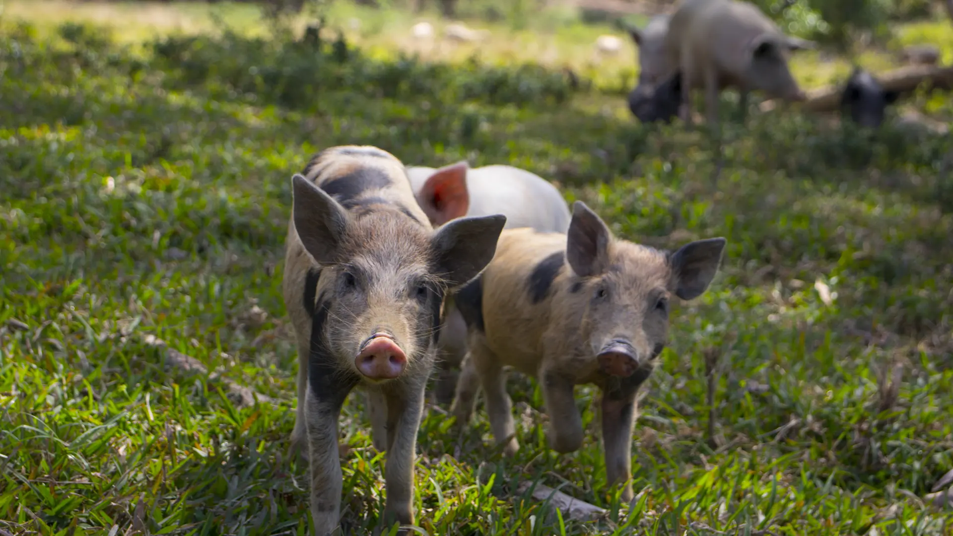 visite de la ferme, cochon, tchamba, néouty découverte, ponérihouen