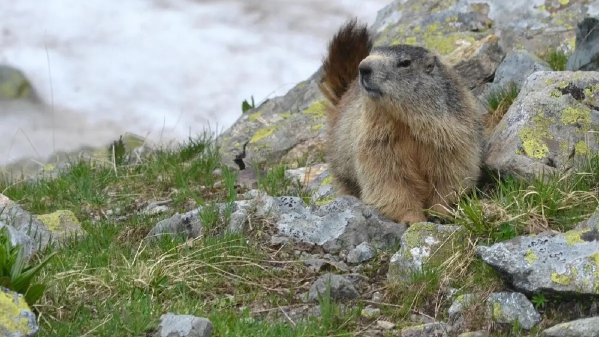 Une marmotte dans son milieu naturel