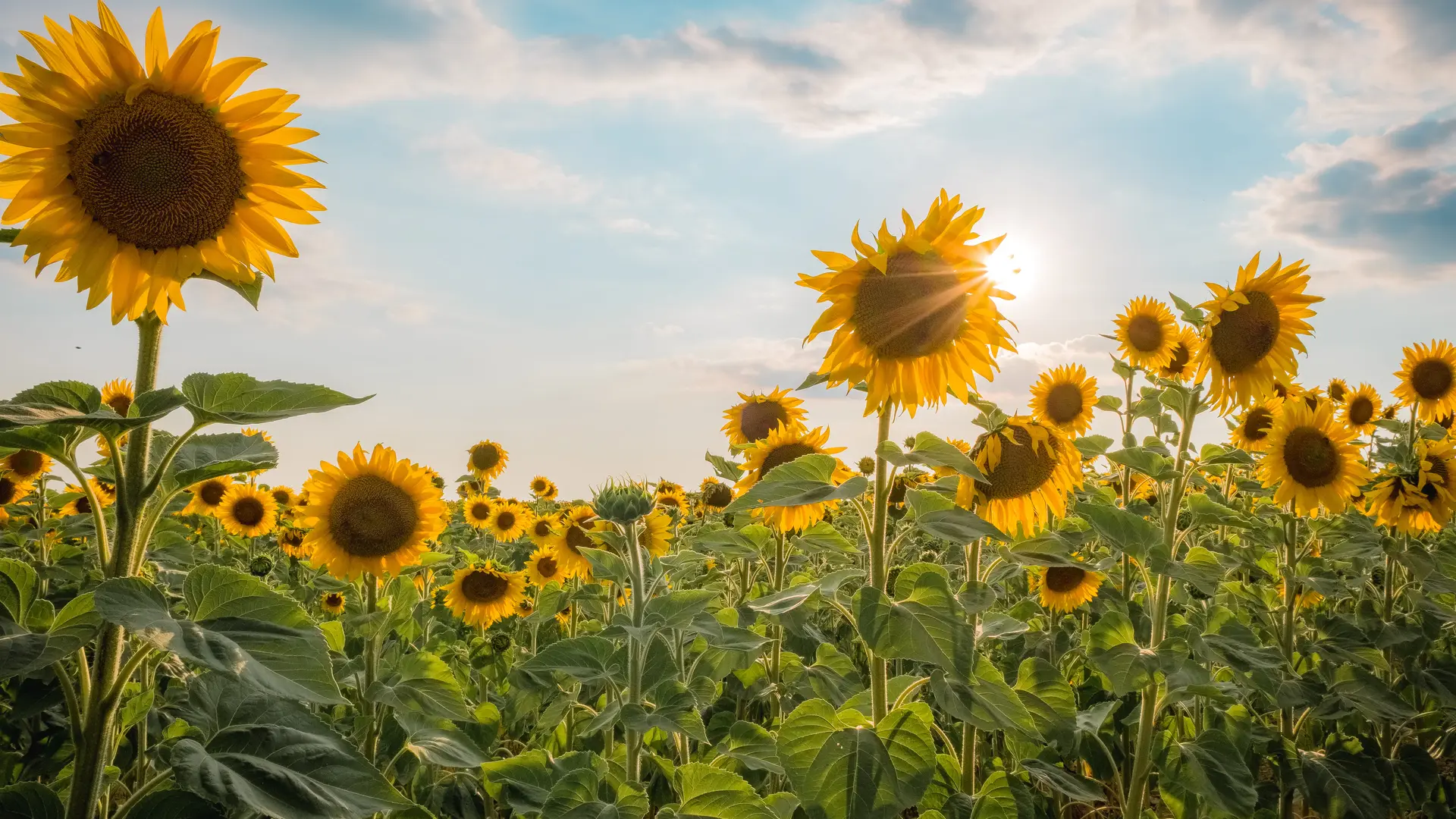 Tournesol