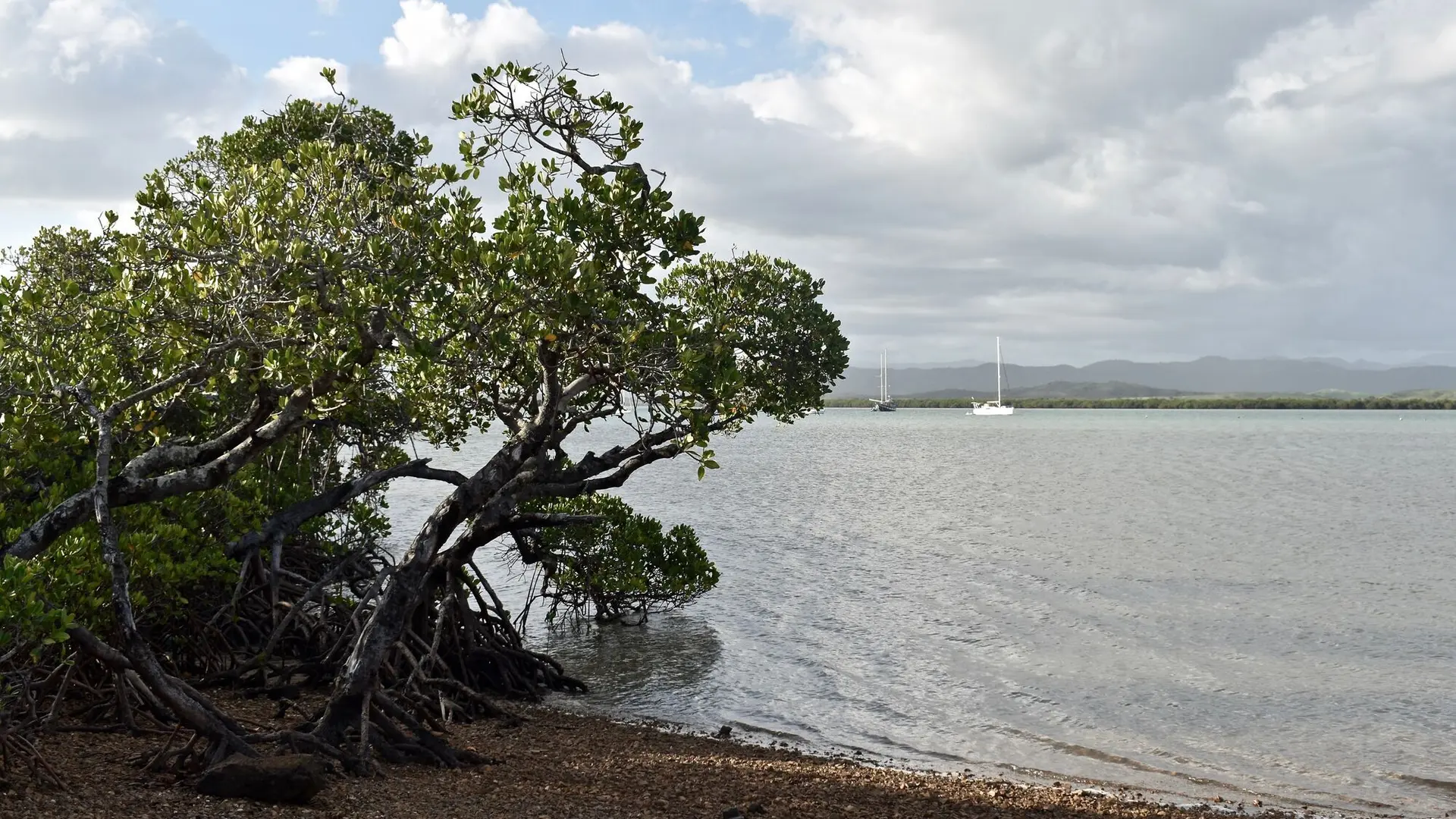 Mangrove - Mangrove de Ouano