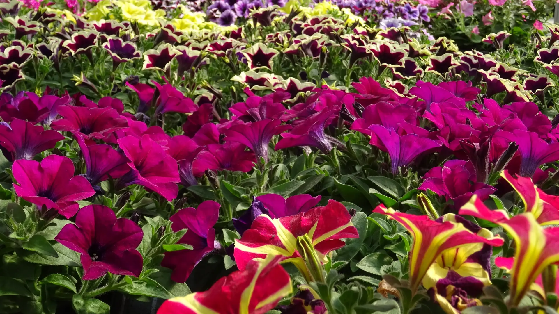 Horticulture Signoret