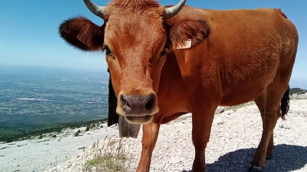 Dépaysement au restaurant