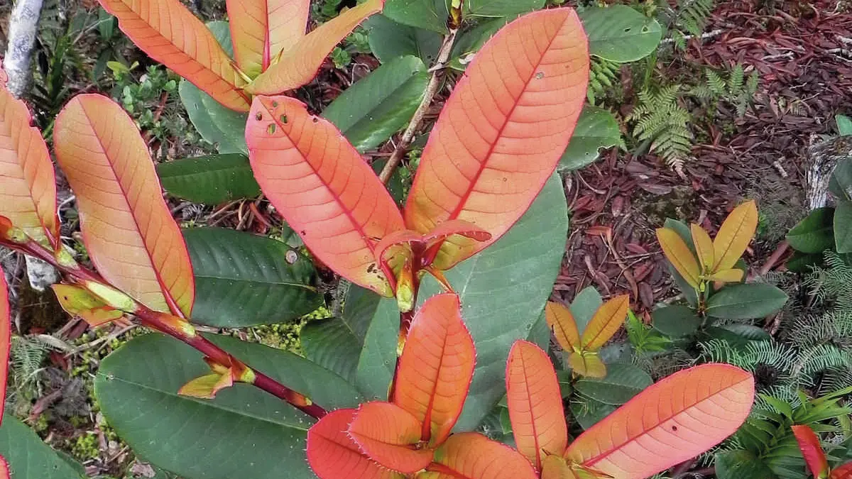 Nothofagus baumanniae