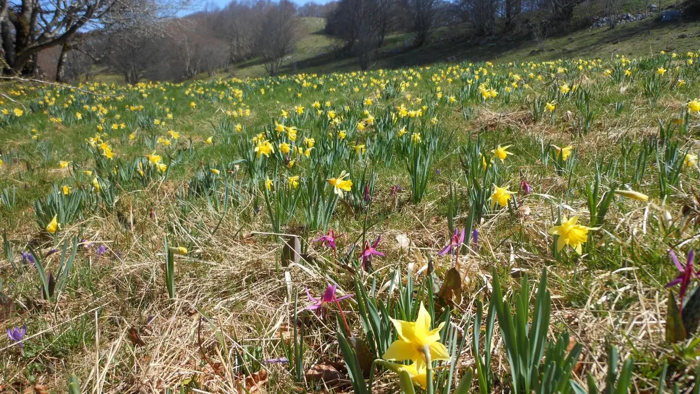 Promenade au milieu des jonquilles !