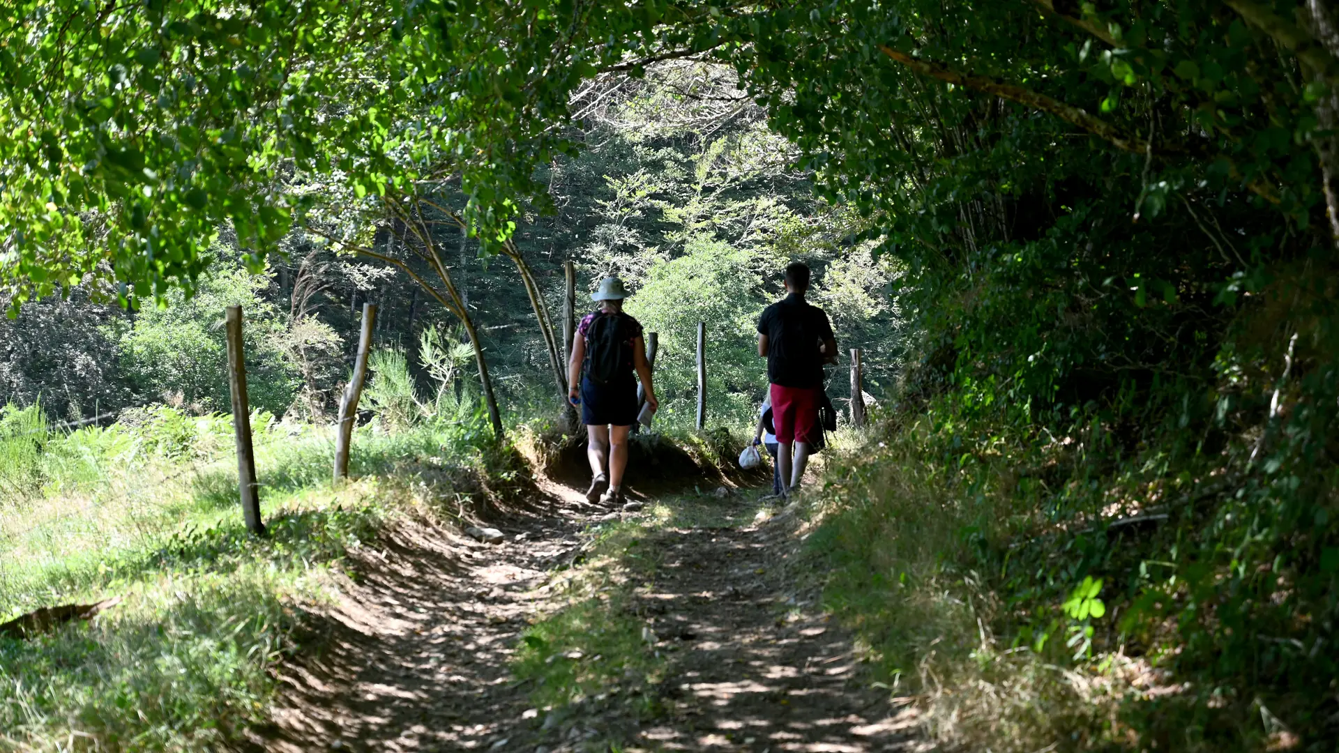 Chemin boisé