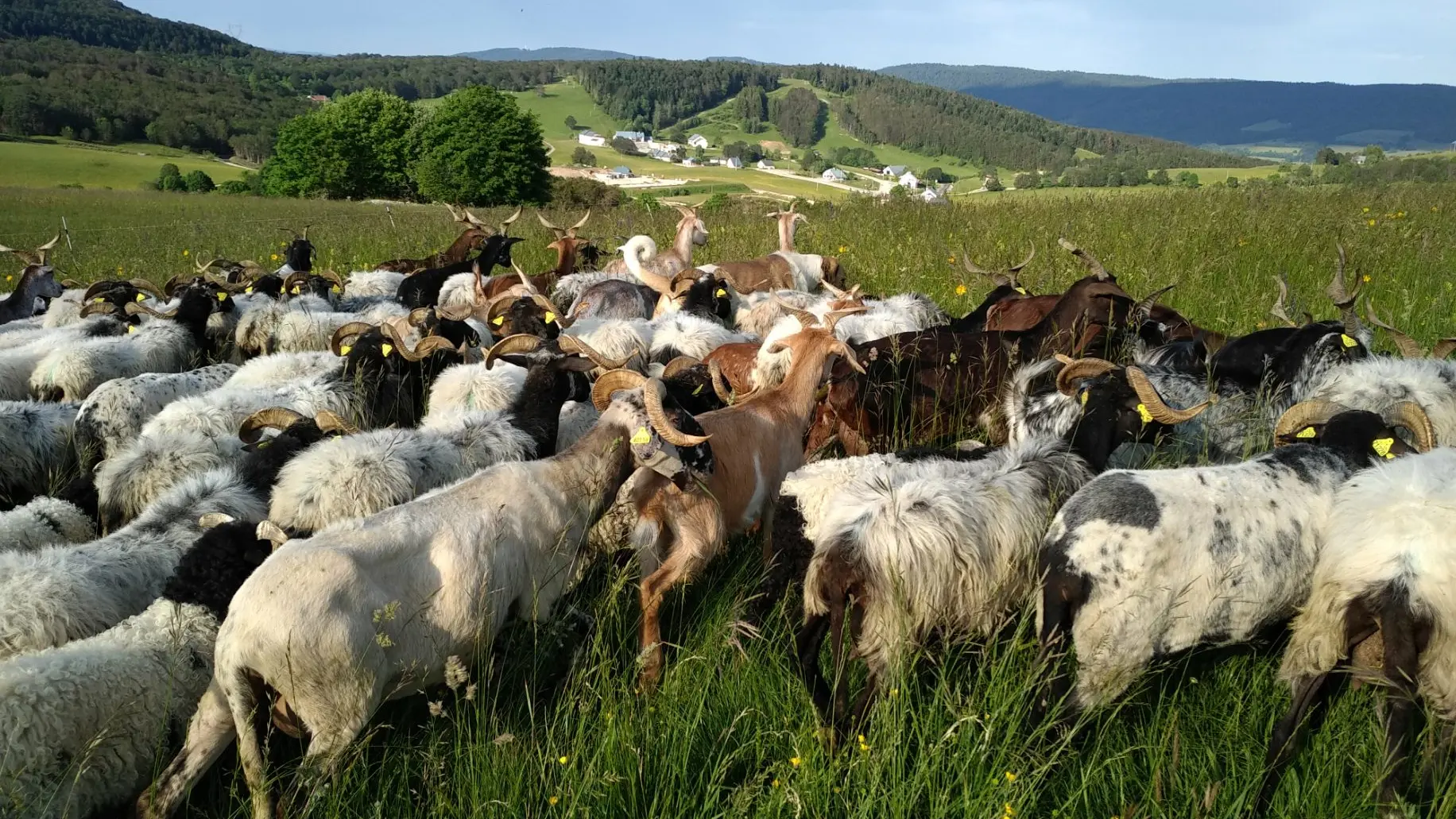 Au rythme du troupeau - randonnée