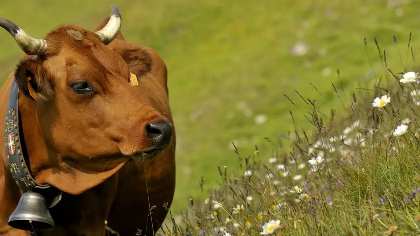 Vache de race Tarine