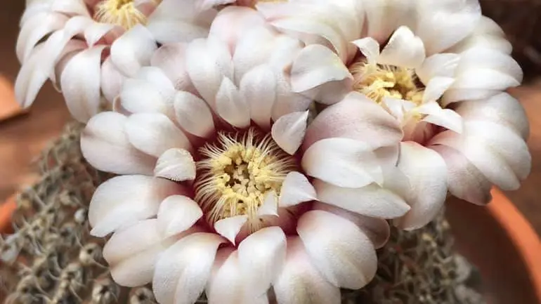 Gymnocalycium stellatum