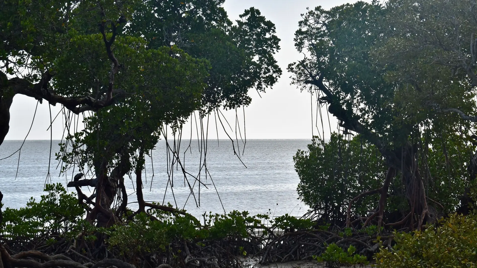 Mangrove- Mangrove de Ouano