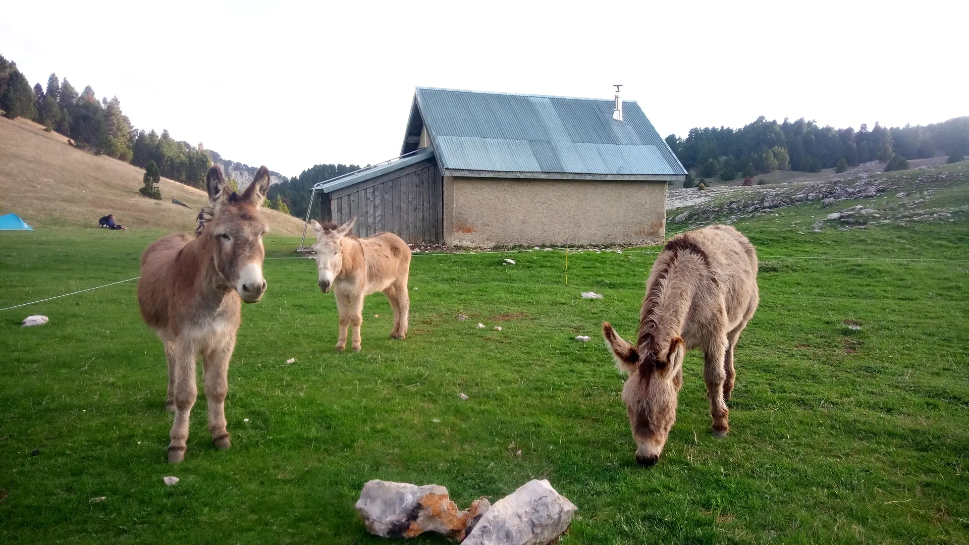 Sortie Nature Âne et Montagne en Famille, Alpes Cheval