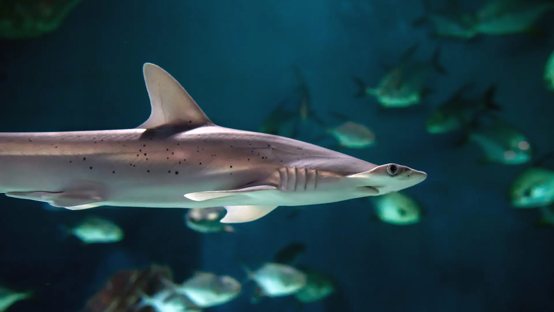 Un requin marteau tiburo.