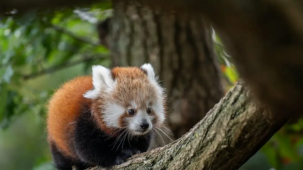 parc animalier d'Auvergne panda roux @Pierrick Boyer
