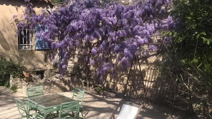 la glycine au printemps