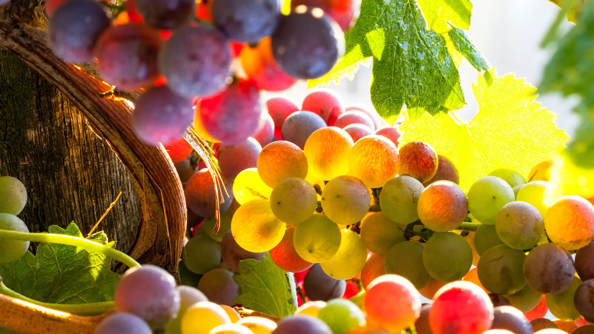 Les Vignerons de Pierrefeu