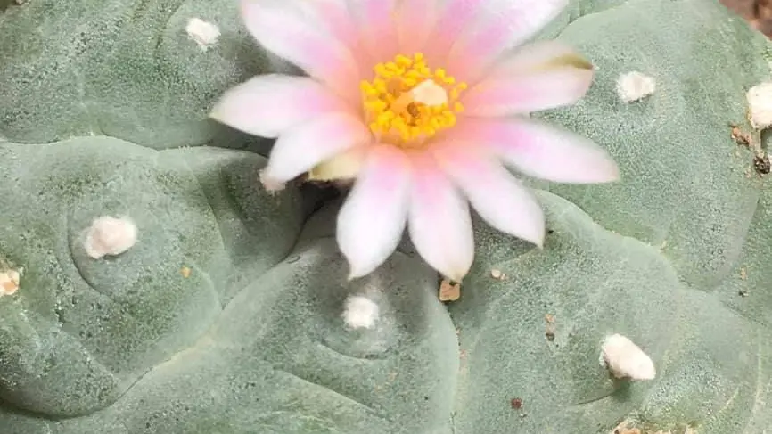 Lophophora williamsii