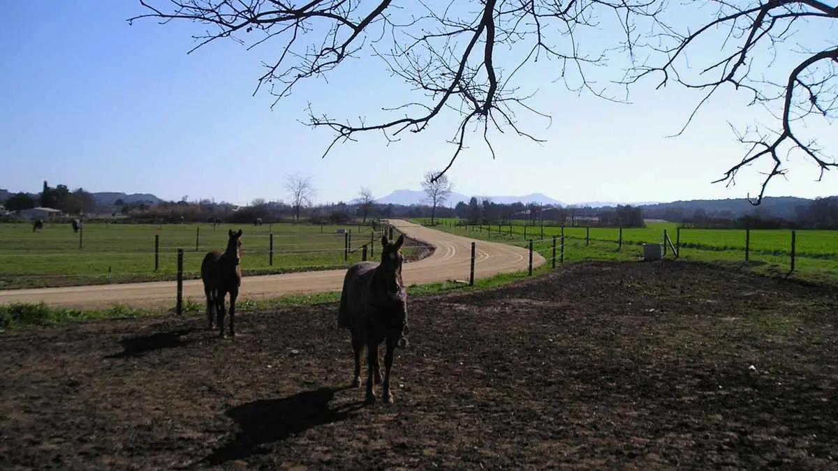 campagne-chevaux