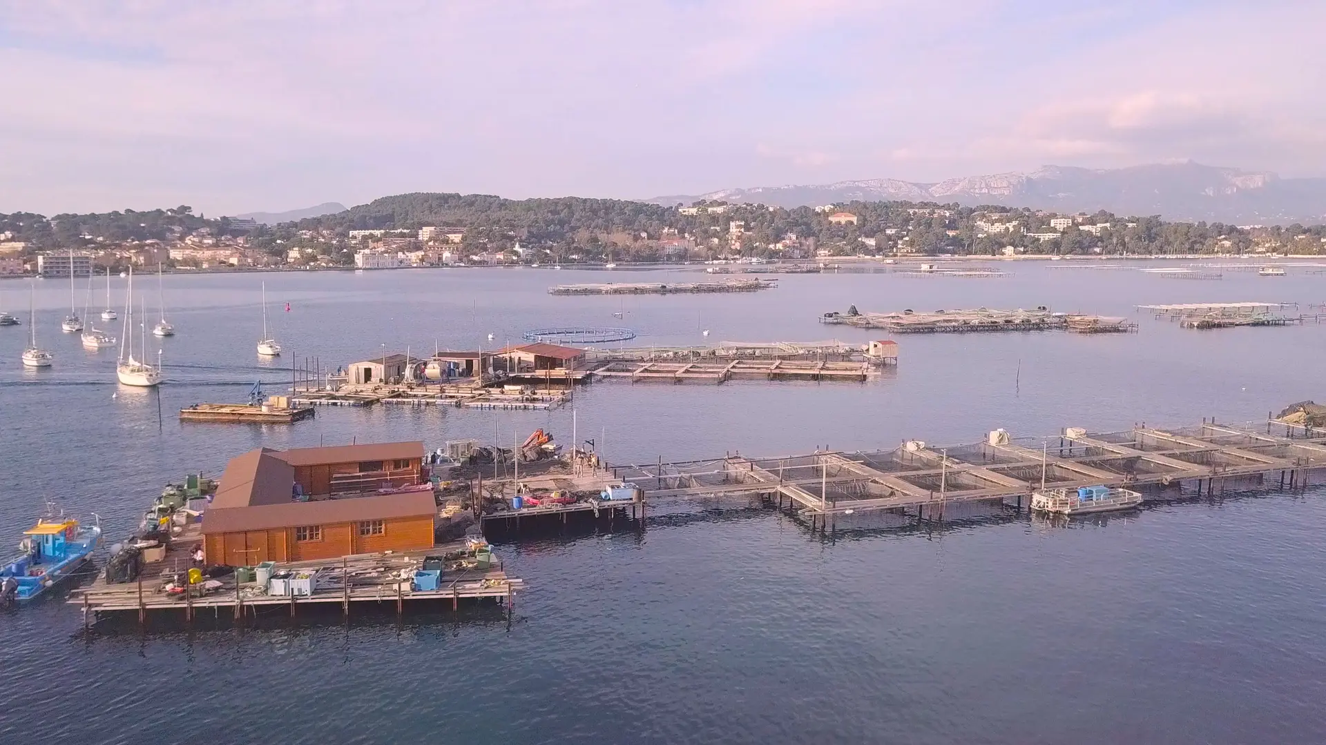Elevage et vente de loups, daurades et poissons de la baie de Tamaris